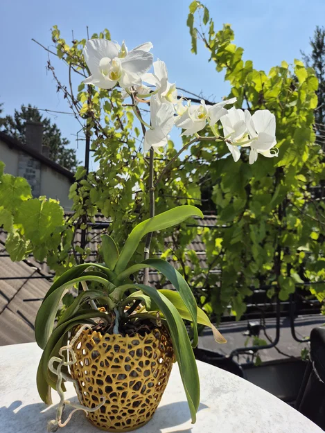 Chậu hoa lan họa tiết Voronoi (Orchid Voronoi Pot) - Image 2