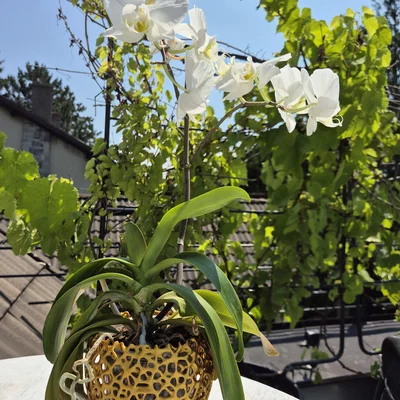 Chậu hoa lan họa tiết Voronoi (Orchid Voronoi Pot)