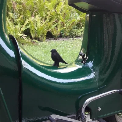 Nút Che Lốc Máy Simson Schwalbe