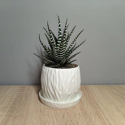 Chậu cây Modern Planter phong cách hiện đại