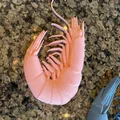Mô hình chú Tôm (Shrimp) - Thumbnail 2