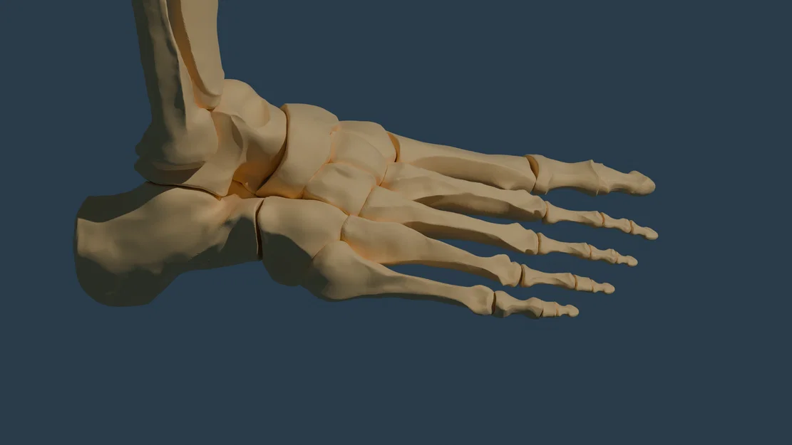 Giải phẫu bàn chân (Độ phân giải cao) - MIỄN PHÍ SAO? - Image 1