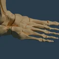 Giải phẫu bàn chân (Độ phân giải cao) - MIỄN PHÍ SAO? - Thumbnail 1
