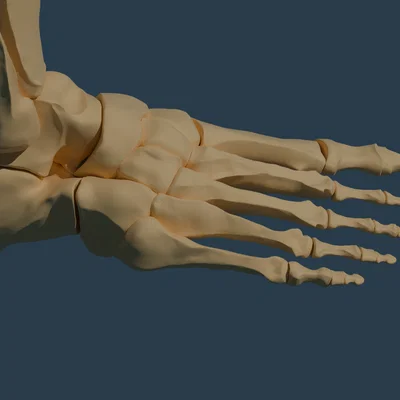 Giải phẫu bàn chân (Độ phân giải cao) - MIỄN PHÍ SAO?