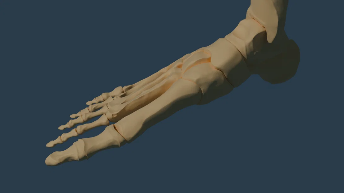 Giải phẫu bàn chân (Độ phân giải cao) - MIỄN PHÍ SAO? - Image 2