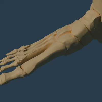 Giải phẫu bàn chân (Độ phân giải cao) - MIỄN PHÍ SAO?