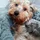 TanTran_3345504