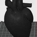 Mô hình trái tim người 3D - File STL giải phẫu chi tiết - Thumbnail 1