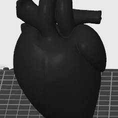 Mô hình trái tim người 3D - File STL giải phẫu chi tiết