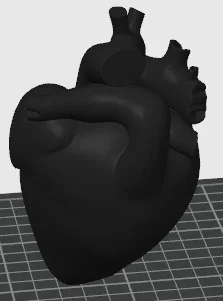 Mô hình trái tim người 3D - File STL giải phẫu chi tiết - Image 2