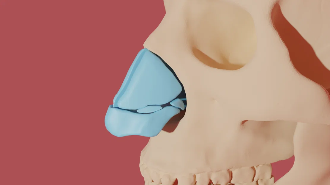 Mô hình giải phẫu sụn mũi người 3D - Công cụ giáo dục y khoa - Image 1