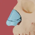 Mô hình giải phẫu sụn mũi người 3D - Công cụ giáo dục y khoa - Thumbnail 1