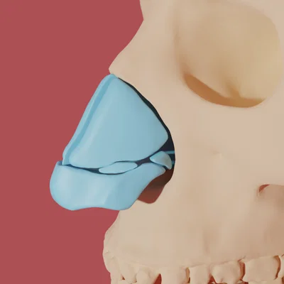 Mô hình giải phẫu sụn mũi người 3D - Công cụ giáo dục y khoa