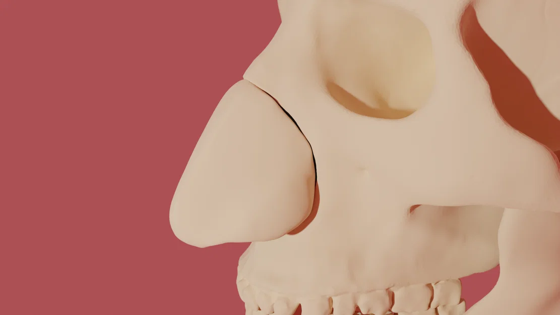 Mô hình giải phẫu sụn mũi người 3D - Công cụ giáo dục y khoa - Image 2