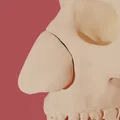 Mô hình giải phẫu sụn mũi người 3D - Công cụ giáo dục y khoa - Thumbnail 2