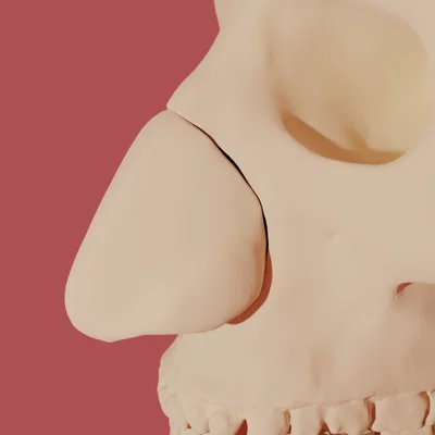 Mô hình giải phẫu sụn mũi người 3D - Công cụ giáo dục y khoa