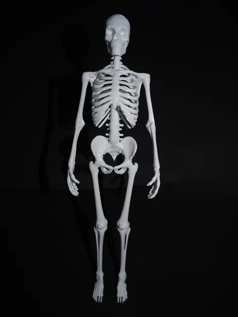 Bản sửa lỗi ngón tay và ngón chân cho mô hình Skeleton - Image 1