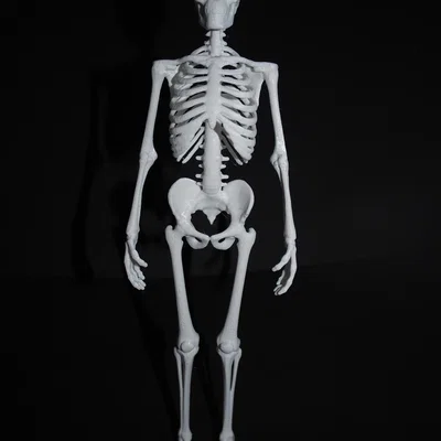 Bản sửa lỗi ngón tay và ngón chân cho mô hình Skeleton