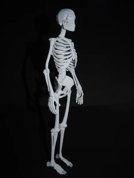 Bản sửa lỗi ngón tay và ngón chân cho mô hình Skeleton - Image 2