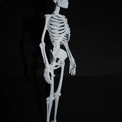 Bản sửa lỗi ngón tay và ngón chân cho mô hình Skeleton