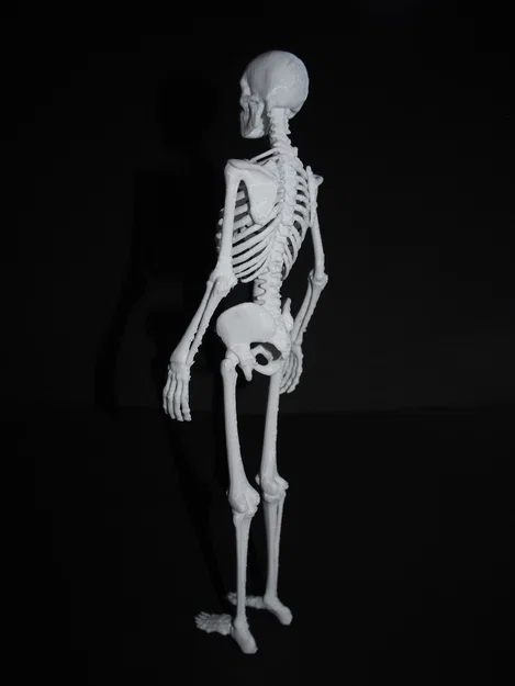 Bản sửa lỗi ngón tay và ngón chân cho mô hình Skeleton - Image 3