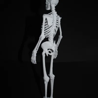 Bản sửa lỗi ngón tay và ngón chân cho mô hình Skeleton