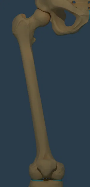 Mô hình 3D Xương đùi và Xương bánh chè (Femur and Patella) chi tiết - Image 1