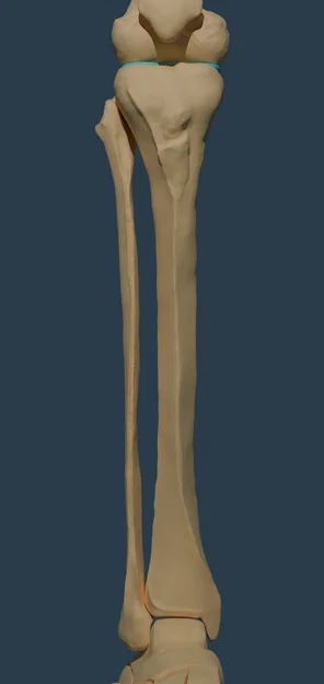 Xương chày và xương mác (HighRes) - Image 1