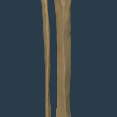 Xương chày và xương mác (HighRes)