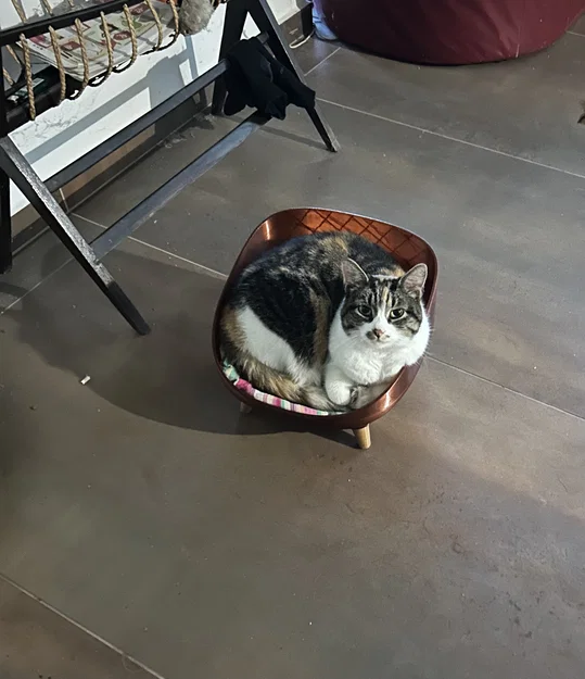 Giường nằm cho mèo xinh xắn - Mẫu 3D in ấn hiện đại - Image 2