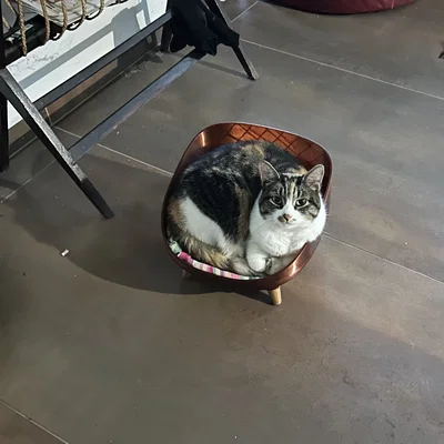 Giường nằm cho mèo xinh xắn - Mẫu 3D in ấn hiện đại