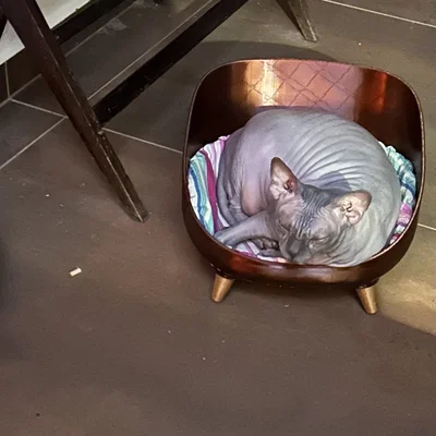 Giường nằm cho mèo xinh xắn - Mẫu 3D in ấn hiện đại