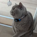 Snap-clip Samsung SmartTag 2 cho vòng cổ mèo - Thumbnail 4