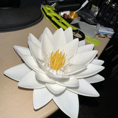Hoa Sen (Lotus flower)