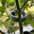 Kẹp Dây Giàn Cà Chua (Trellis String Clip) 35mm - Thumbnail 1