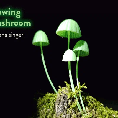 Nấm Phát Quang Sinh Học - Mycenia Singeri