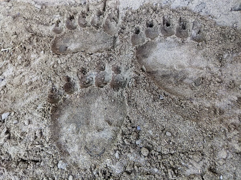 Dấu chân gấu (Bear Tracks) – In ra vết chân trông như thật - Image 2