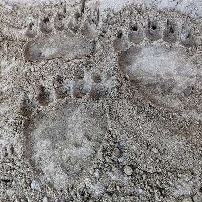 Dấu chân gấu (Bear Tracks) – In ra vết chân trông như thật