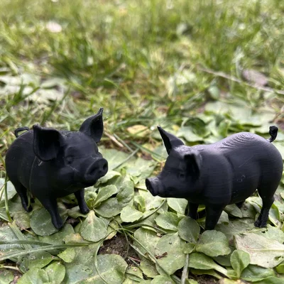 Roztomilá prasátka na farmu – Heo con dễ thương cho nông trại