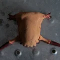 Half-Life Headcrab (Dẻo/Linh hoạt – Articulated) – Mô hình in 3D - Thumbnail 5