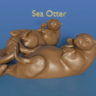 Rái cá biển nổi nằm ngửa (chân giơ lên hoặc thả xuống)