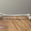 Bút Hidden Femur Pen – Xương đùi giấu bút bên trong - Thumbnail 4