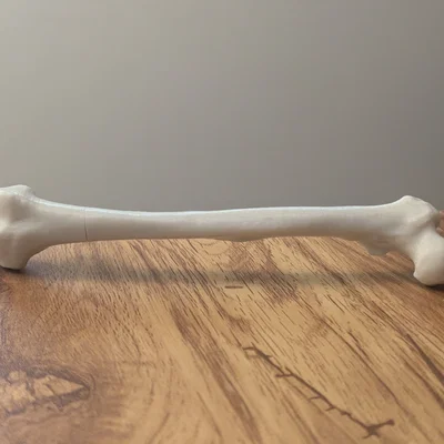 Bút Hidden Femur Pen – Xương đùi giấu bút bên trong
