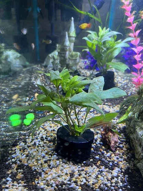 Chậu Trồng Cây Thủy Sinh Cho Bể Cá Kèm Nắp 2 Mảnh - Image 1