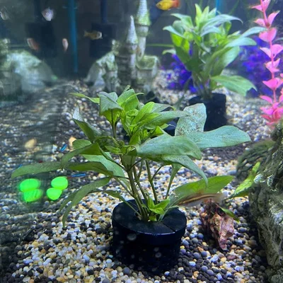 Chậu Trồng Cây Thủy Sinh Cho Bể Cá Kèm Nắp 2 Mảnh