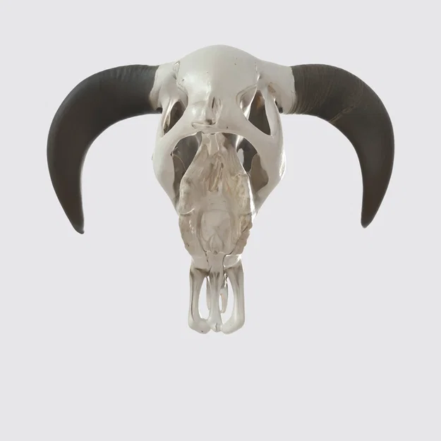 Đầu lâu bò tót, đầu bò (Bull Skull Head, Cattle Head) - Image 1