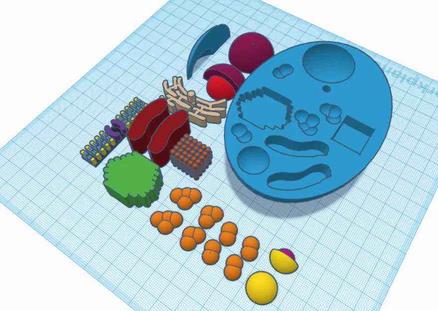 Mô hình tế bào nhân thực (Eukaryotic Cell) in 3D giáo dục - Image 1