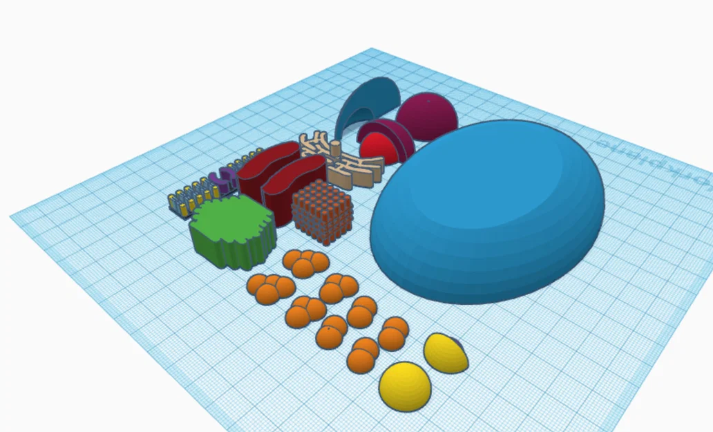 Mô hình tế bào nhân thực (Eukaryotic Cell) in 3D giáo dục - Image 2