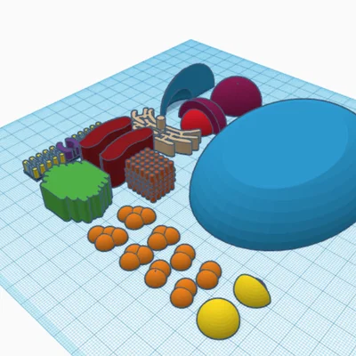Mô hình tế bào nhân thực (Eukaryotic Cell) in 3D giáo dục