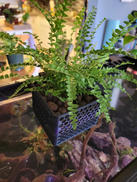 Chậu trồng cây treo thành hồ Aquarium/Riparium (chỉnh độ cao) - Image 1